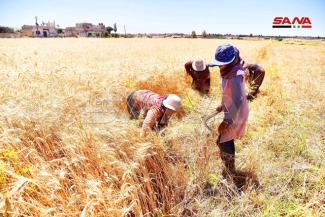 من طقوس الحصاد التقليدي في الكسوة بريف دمشق