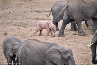  صور نادرة لفيل لونه “وردي” خلال رحلتها بمحمية طبيعية في جنوب إفريقيا
