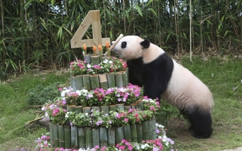 باندا مدلل يحتفل بعيد ميلاده بكعكة من البامبو 