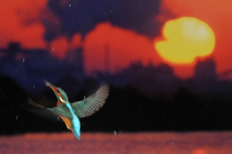 مسابقة التصوير البيئي لعام 2017