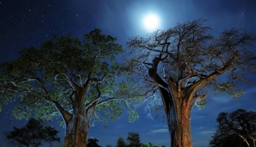 قد تنام الأشجار ليلاً!!