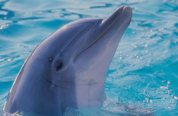 كيف تتحدث الدلافين كالبشر..!؟