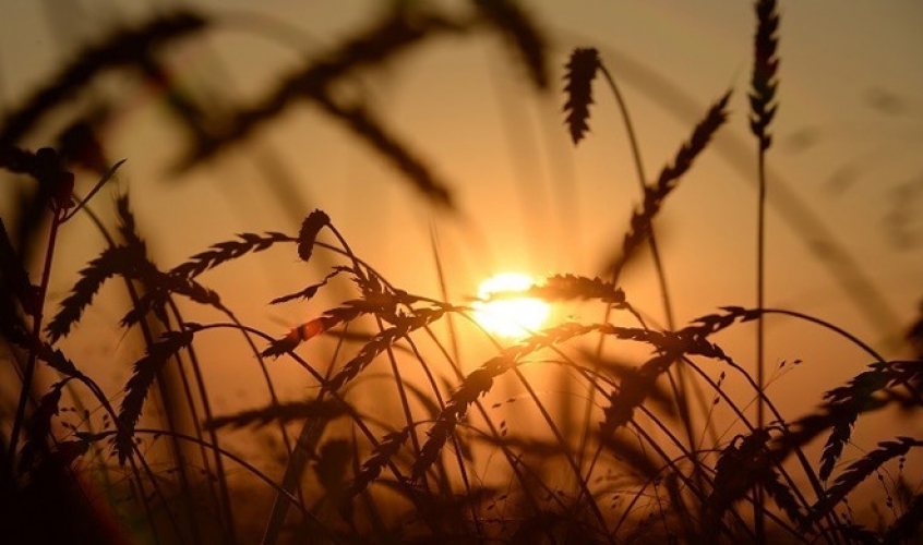 سوريا توقع عقودا ضخمة لاستيراد القمح الروسي