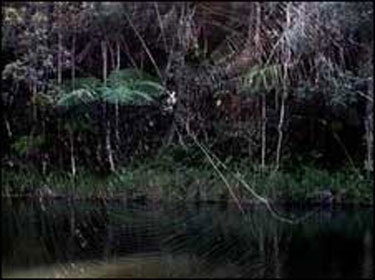  اكتشاف أكبر شبكة عنكبوت في جزيرة مدغشقر ?