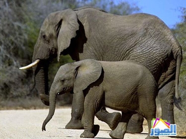 الصيد الجائر يهدد الفيلة