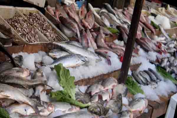 اسماك مجهولة المصدر في الأسواق وبأسعار متفاوتة.. فصل11 محامياً بشهادات مزورة من لبنان!