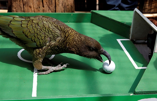 بالفيديو... الببغاء 