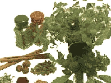 ندوة النباتات الطبية تطالب بأطلس للنباتات السورية الطبية