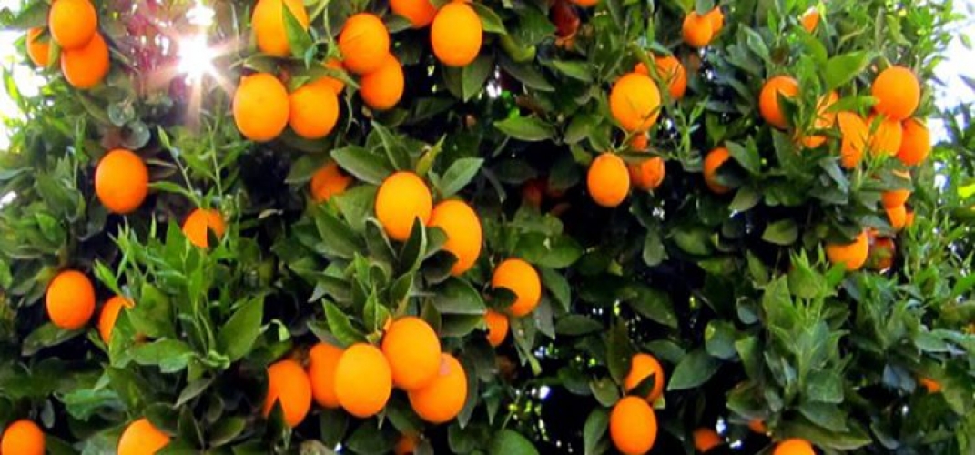 مشكلة تصدير الحمضيات تعود للواجهة وفشل في إيجاد الحلول.. 1.1 مليون طن الإنتاج هذا العام.. واتحاد المصدرين: لسنا معنيين بالتصدير!