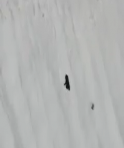 شاهد دبّ صغير يعطي درسا للملايين بالصمود