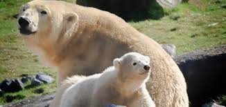 بالفيديو..شرطة كاليفورنيا تنقذ دبا علق داخل صندوق نفايات