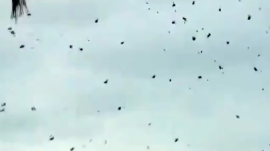 بالفيديو.. سماء البرازيل تمطر عناكب!