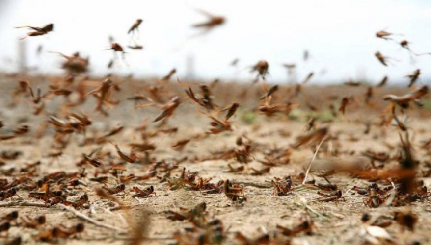 هل يصل الجراد الى سورية ..؟ الزراعة تعلق