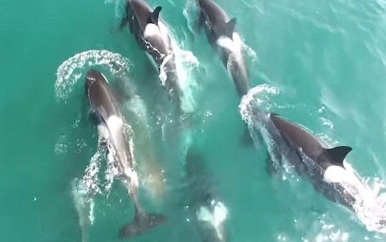 اكتشاف نوع جديد من الحيتان القاتلة