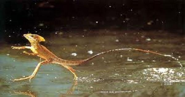 اكتشاف نوع جديد من السحالي يمكنه الغوص تحت الماء