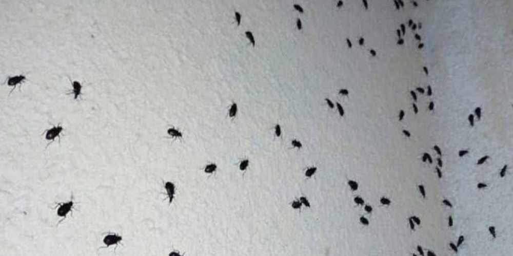 وزارة الزراعه تكشف عن منافع للخنفساء السوداء   