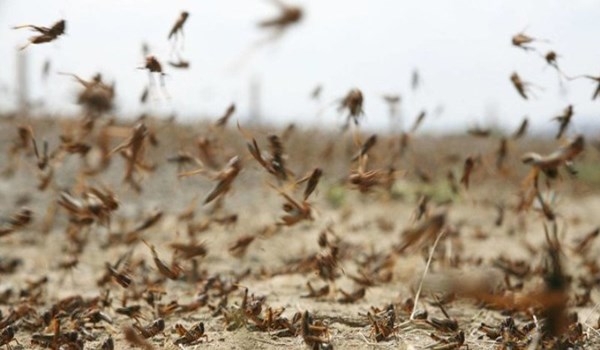 أسراب الجراد تجتاح أراضي إيران الزراعية