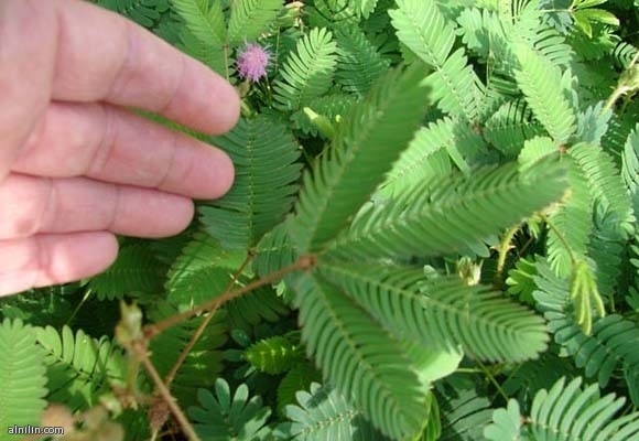 اليابان تلجأ إلى فقاعات الصابون لتلقيح النباتات بدلا من النحل