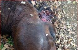 مجهولون يستهدفون الخيول في فرنسا ببتر أعضائها وتشويهها