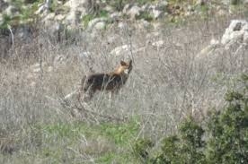 الثعالب المفترسة القادمة من العدو الاسرائيلي تواصل انتشارها بالأراضي اللبنانية المحاذية للحدود