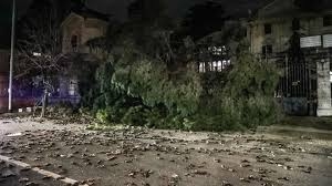 بالفيديو..أمطار من الطيور تتساقط في روما