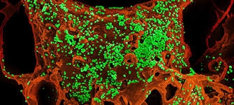فريق دولي من العلماء يكشف عن علاقة بين تغير المناخ و ظهور فيروس كورونا لأول مرة   