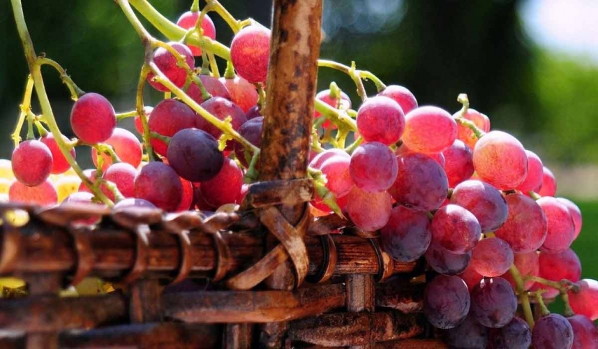 العنب يقي الجلد من أضرار الشمس