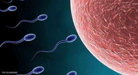 دراسة تكشف حقيقة تأثر أعداد الحيوانات المنوية بلقاح كورونا