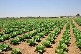 117 ألف طن تقديرات إنتاج الخضار الصيفية بريف دمشق