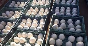 ضبط مصنع ينتج الجبن من “طلاء الحوائط” في مصر 