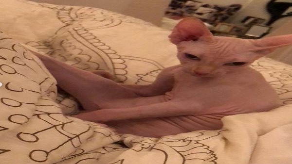 قط النجمة ياسمين عبد العزيز في قائمة الأكثر بحثا على غوغل ؟!