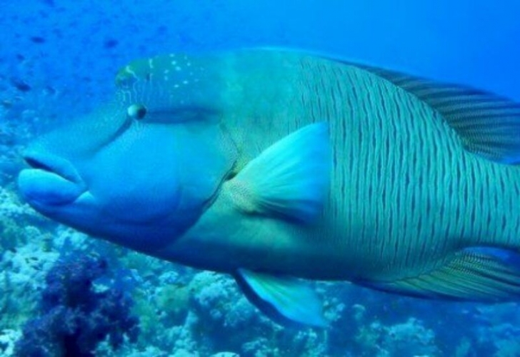 اختراع علمي ثوري.. “سمكة” بقلب بشري‏