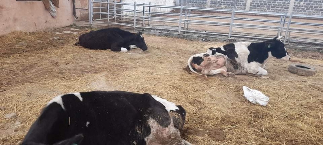 قطيع الأبقار في سورية بين النقص و الإهمال من ينقذه؟ا 