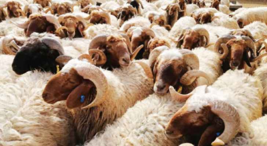 750 الف ليرة ذبيحة عيد الفطر .. حتى رائحة اللحمة غير متاحة