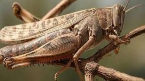 الزراعة تستعد لمكافحة الجراد الصحراوي