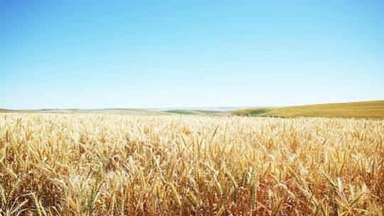 ريف إدلب المحرر .. إلقاء القبض على اربع أشخاص حاولوا اضرام الحرائق بحقول القمح والشعير