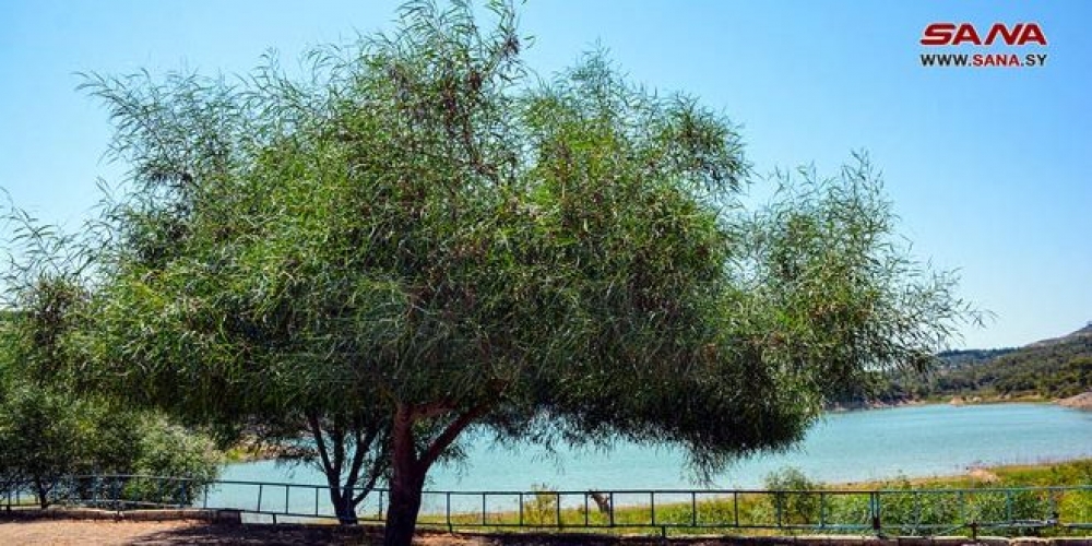 طقس الغد... الحرارة أعلى من معدلاتها والجو بين الصحو والغائم جزئيا بشكل عام