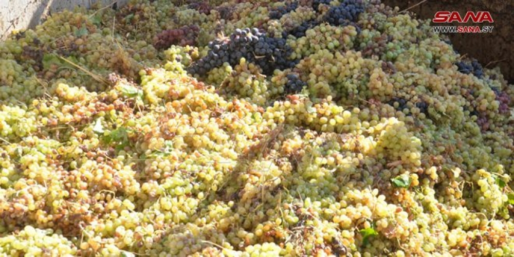  مليارات و400 مليون ليرة ثمن العنب العصيري بالسويداء