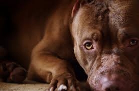 اسبانيا تشرع ممارسة الجنس مع الحيوان وفق قانون رسمي 