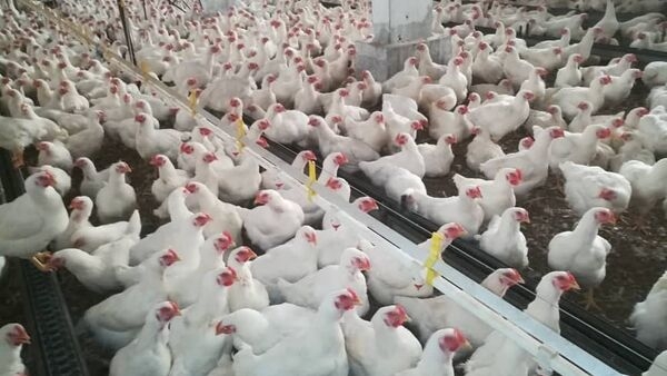 في سورية.. تصيح الديوك ليس خوفا من الزلزال بل فرحا بأسعارها المرتفعة  