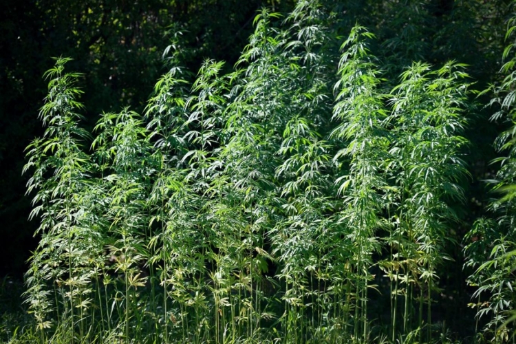 المغرب تسعى لإقامة أول مصنع لإنتاج المواد الطبية من القنب الهندي