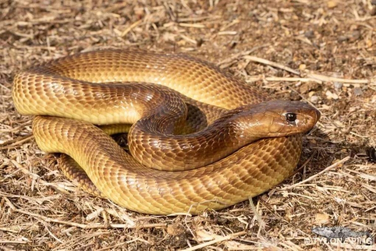 هبوط اضطراري لطائرة ركاب بعد اكتشاف كوبرا في قمرة القيادة