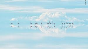 موسكو تكشف عن ارتباط حادثة نفوق جماعي للطيور عام 2021 بالمختبرات البيولوجية الأمريكية في أوكرانيا