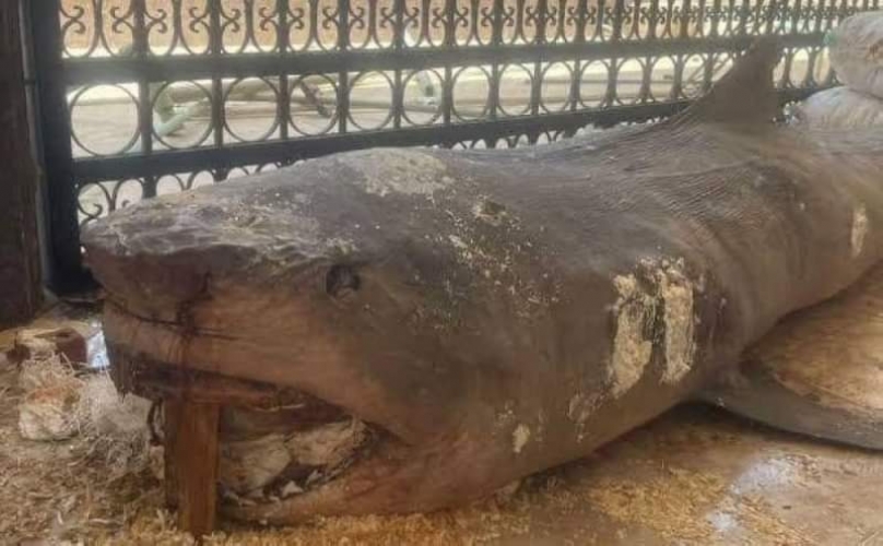 مصر...أول صور لسمكة القرش التي افترست السائح الروسي