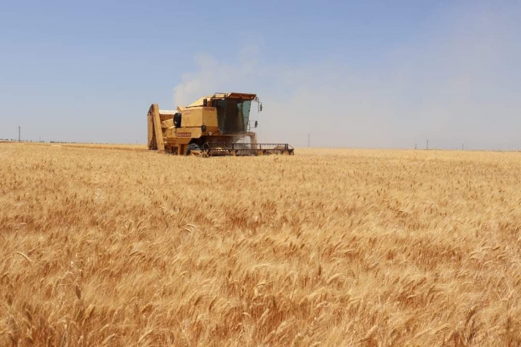 حصاد 842 ألف هكتار قمح وتسويق حوالي 376 ألف طن حتى الٱن