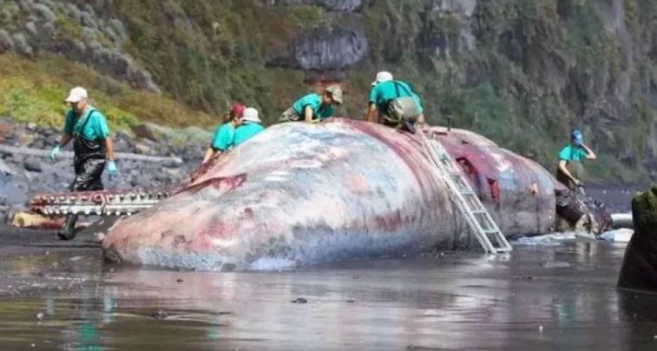 اكتشاف كنز بقيمة تتجاوز نصف مليون دولار داخل بطن حوت