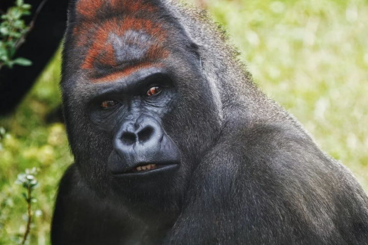 دراسة دنماركية تكشف مصير أضخم قرد عاش على الأرض