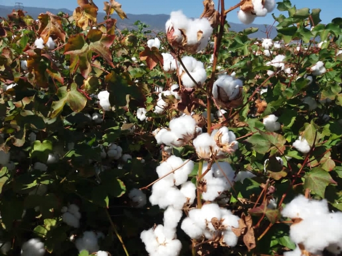 الزراعة: نحو 14419 هكتاراً خطة زراعة القطن في المناطق الآمنة للموسم الزراعي 2023-2024