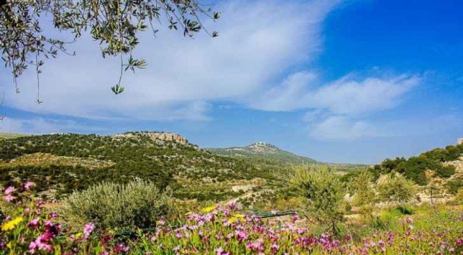 طقس الغد.. الحرارة أعلى من معدلاتها وأجواء ربيعية دافئة