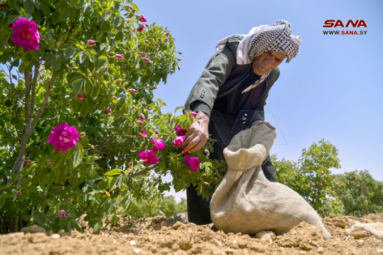 أكثر من 303 هكتارات المساحة المزروعة بالوردة الشامية في ريف دمشق